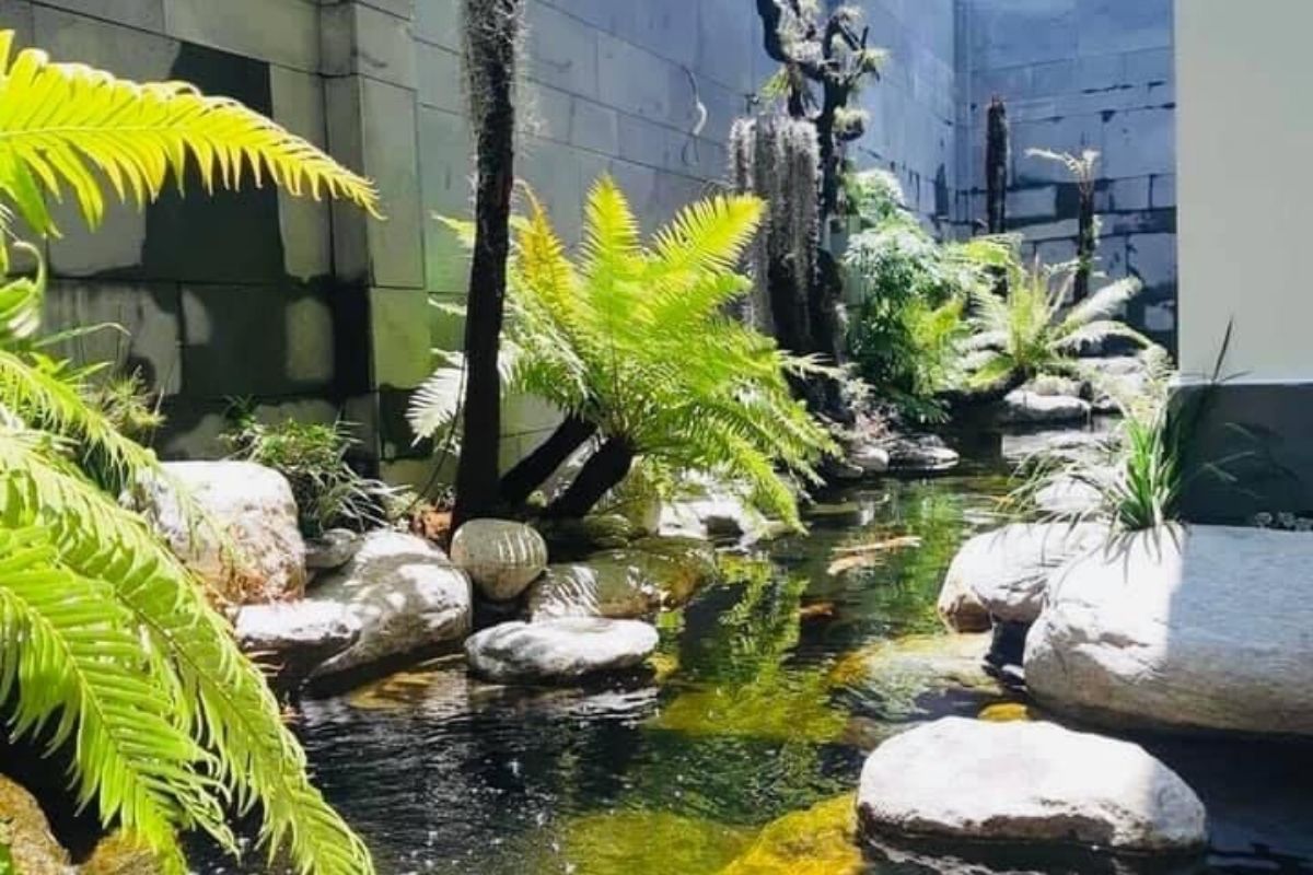 Hồ cá koi nhiệt đới sdecor thi công ben hông nhà