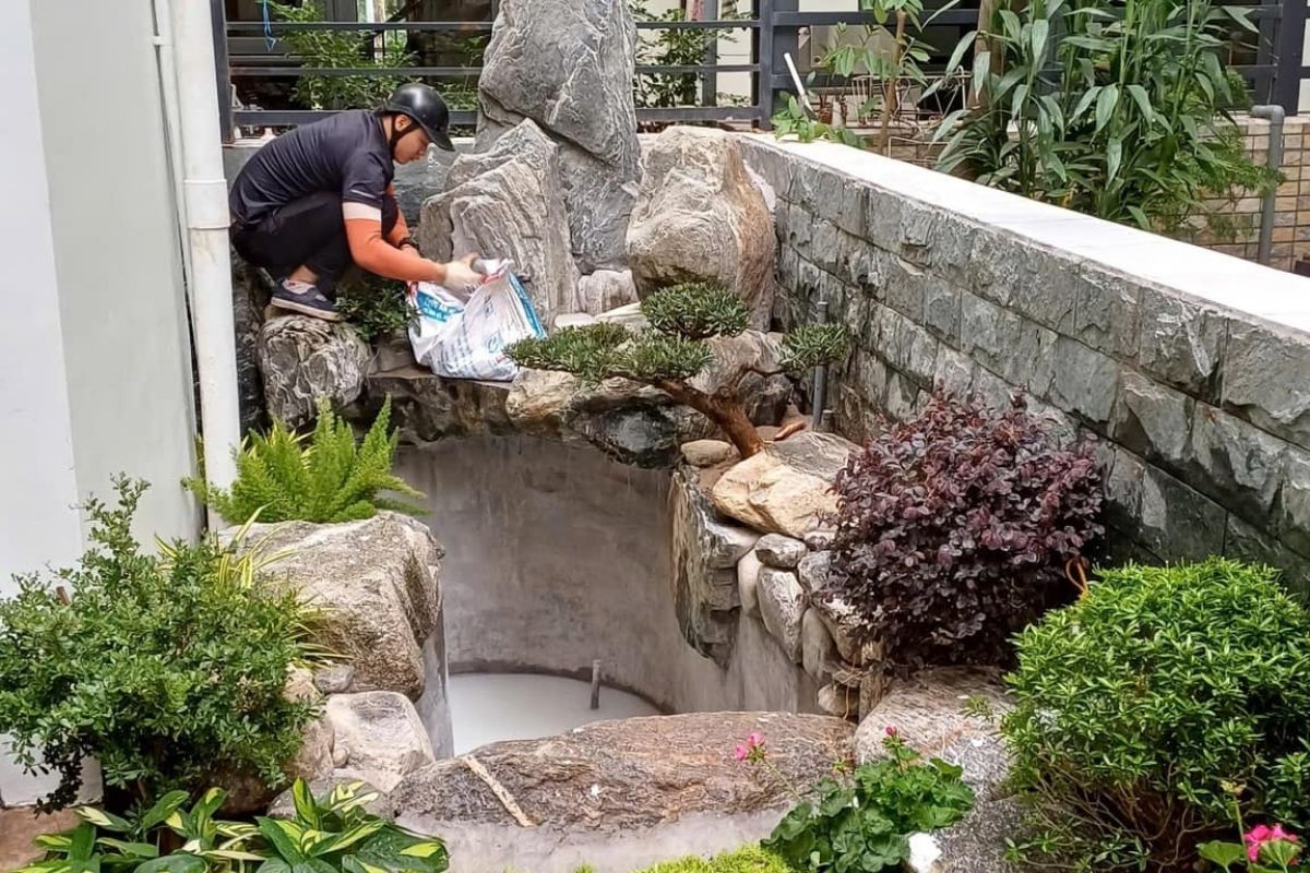 Sdecor thi công hồ cá koi tại Thanh hóa