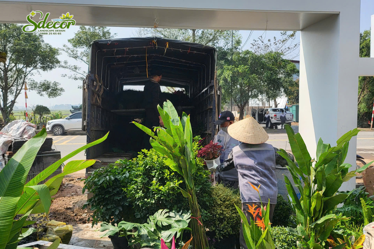 Thi công san vườn Nhật Bản tại HÀ Nội